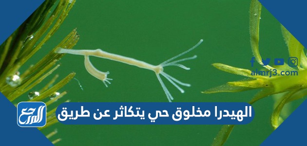 الهيدرا مخلوق حي يتكاثر عن طريق