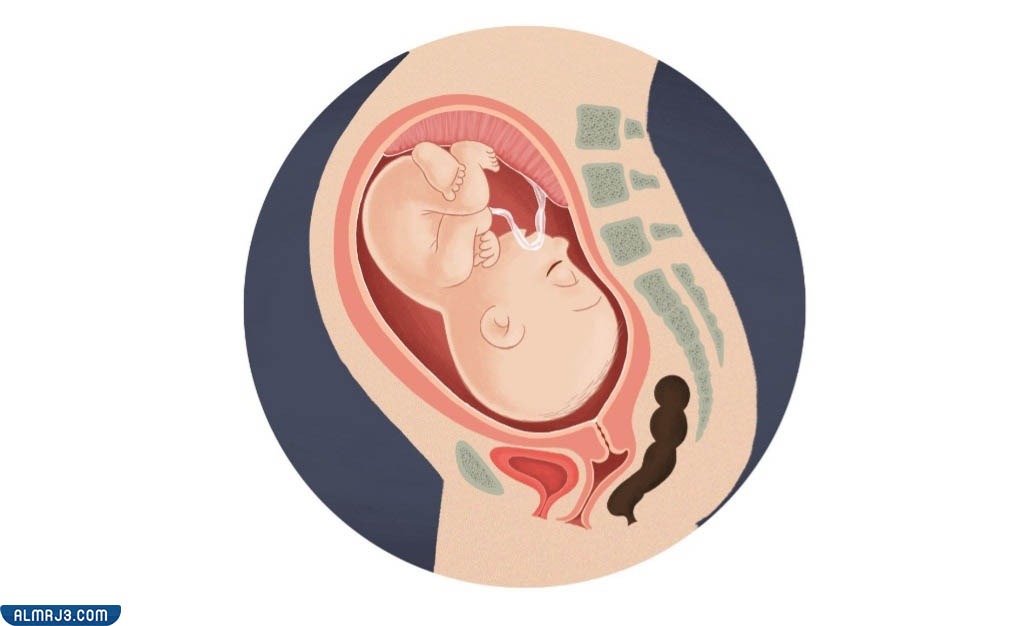 الوضعية الأمامية للجنين في رحم الأم