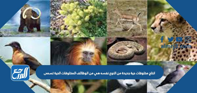 انتاج مخلوقات حية جديدة من النوع نفسه هي من الوظائف المخلوقات الحية تسمى