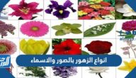 انواع الزهور بالصور والاسماء
