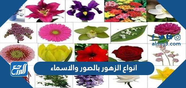انواع الزهور بالصور والاسماء