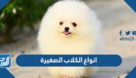 انواع الكلاب الصغيرة واسمائها بالصور