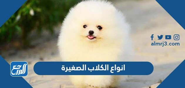 انواع الكلاب الصغيرة