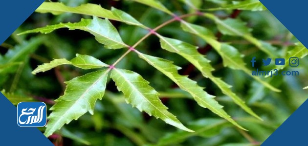 اوراق شجرة النيم