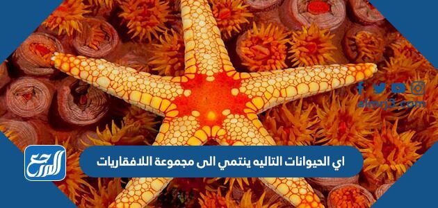 اي الحيوانات التاليه ينتمي الى مجموعة اللافقاريات