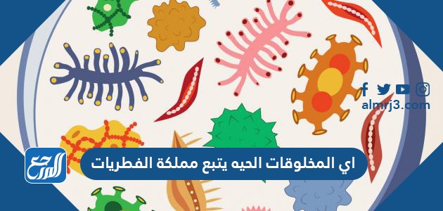 اي المخلوقات الحيه يتبع مملكة الفطريات