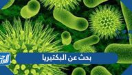 بحث عن البكتيريا كامل