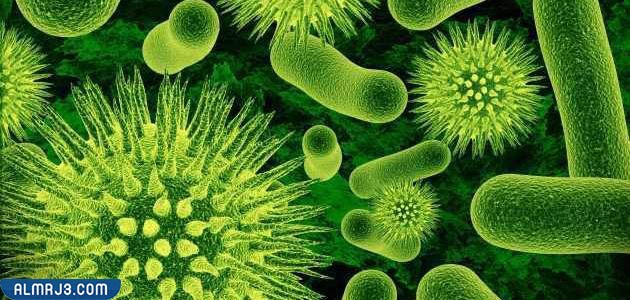 صور عن البكتيريا - بحث عن البكتيريا كامل