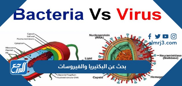 بحث عن البكتيريا والفيروسات كامل