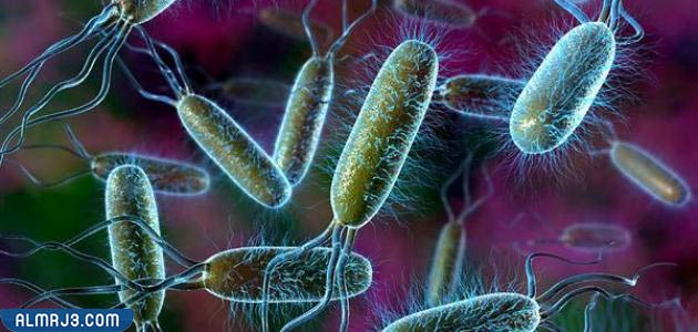 صور عن البكتيريا