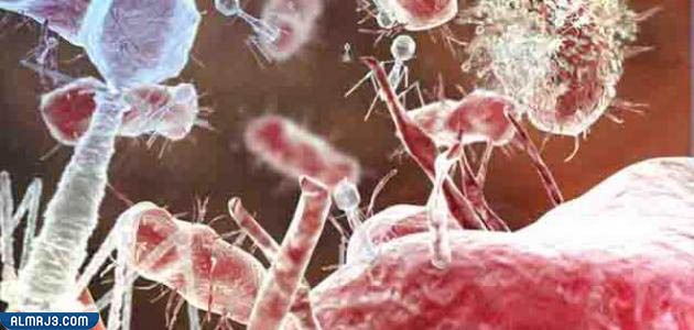 صور عن البكتيريا - بحث عن البكتيريا كامل