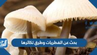 بحث عن الفطريات وطرق تكاثرها