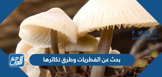 تسبب بعض الفطريات العديد من الأمراض للإنسان منها