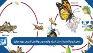 بعض انواع الحشرات مثل الجراد واليعسوب والنمل الابيض دورة حياتها 