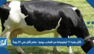 تأكل بقرة ١١ كيلوجراما من العشب يوميا . فكم تأكل في ٣١ يومآ