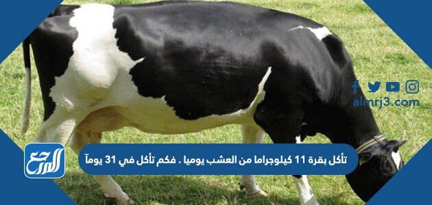 تأكل بقرة ١١ كيلوجراما من العشب يوميا . فكم تأكل في ٣١ يومآ