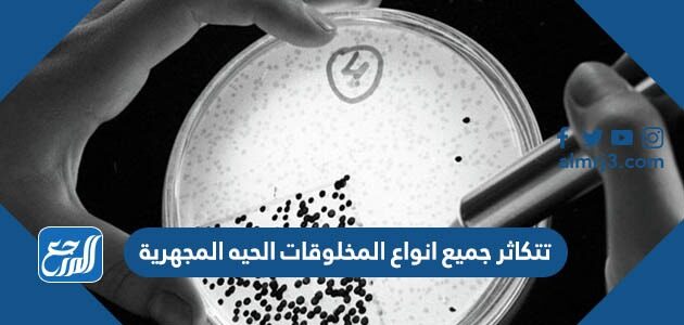 تتكاثر جميع انواع المخلوقات الحيه المجهرية