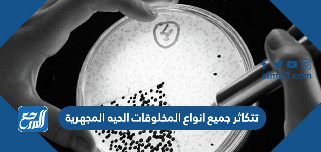 تتكاثر جميع انواع المخلوقات الحيه المجهرية