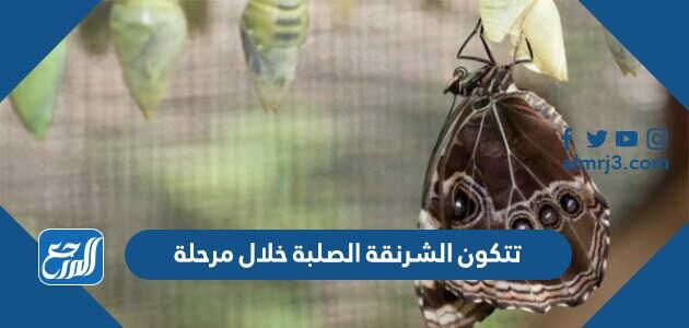 تتكون الشرنقة الصلبة خلال مرحلة