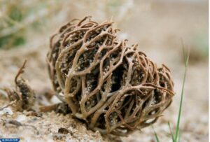 تجارب عشبة كف مريم للاجهاض