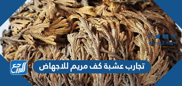 تجارب عشبة كف مريم للاجهاض