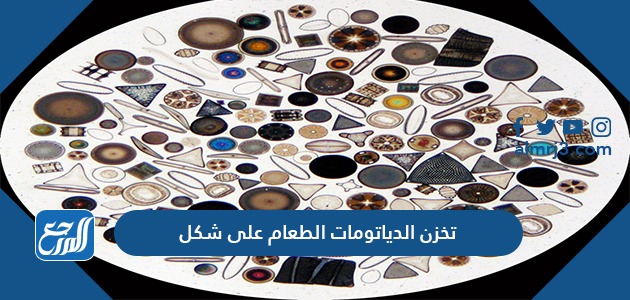 تخزن الدياتومات الطعام على شكل