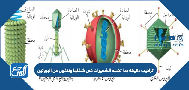تراكيب دقيقة جدا تشبه الشعيرات في شكلها وتتكون من البروتين