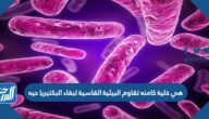 خلية كامنه تقاوم البيئية القاسية لبقاء البكتيريا حيه
