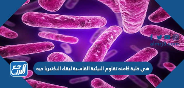 هي خلية كامنه تقاوم البيئية القاسية لبقاء البكتيريا حيه