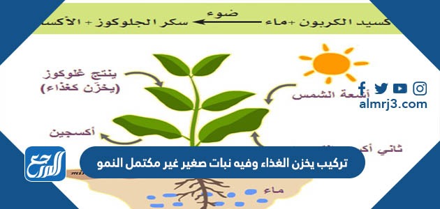 تركيب يخزن الغذاء وفيه نبات صغير غير مكتمل النمو