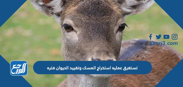 تستغرق عمليه استخراج المسك وتقييد الحيوان فتره