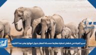 تسير الفيلة في قطعان لحماية صغارها ممسكة الصغار بذيول امهاتها يعتبر هذا التكيف