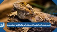 تشبه صغار الزواحف والأسماك أبويها ولكنها أصغر حجمًا