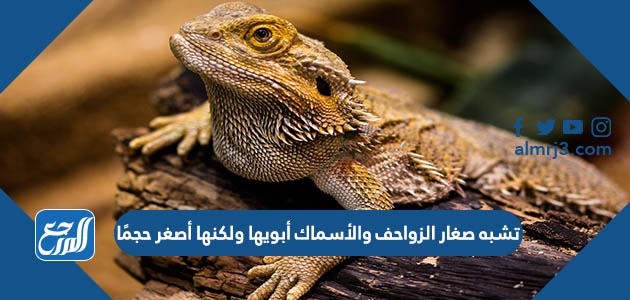 تشبه صغار الزواحف والأسماك أبويها ولكنها أصغر حجمًا