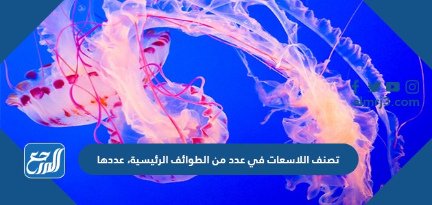 تصنف اللاسعات في عدد من الطوائف الرئيسية، عددها