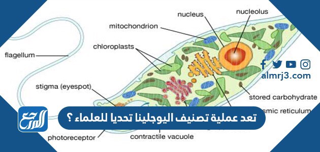 تعد عملية تصنيف اليوجلينا تحديا للعلماء ؟