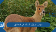 تعيش غزلان المسك في المناطق
