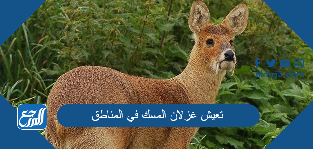 تعيش غزلان المسك في المناطق