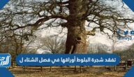تفقد شجرة البلوط أوراقها في فصل الشتاء ل