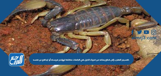 تقسيم العقرب إلى قطع يمكنه من تحريك الذيل في اتجاهات مختلفة ليهاجم فريسته أو ليدافع عن نفسه.