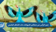 تميز الرأس من خصائص الحيوانات ذات التناظر الجانبي