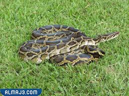 ثعبان البايثون - أنواع الثعابين غير السامة