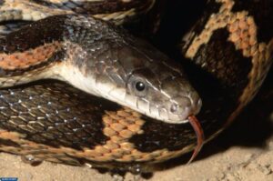 ثعبان الجرذ - أنواع الثعابين غير السامة