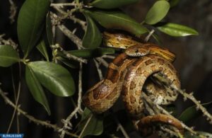 ثعبان الذرة