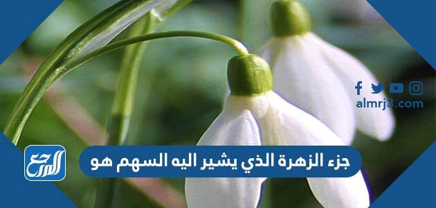 جزء الزهرة الذي يشير اليه السهم هو
