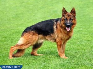 جيرمان شيبرد (الراعي الألماني)