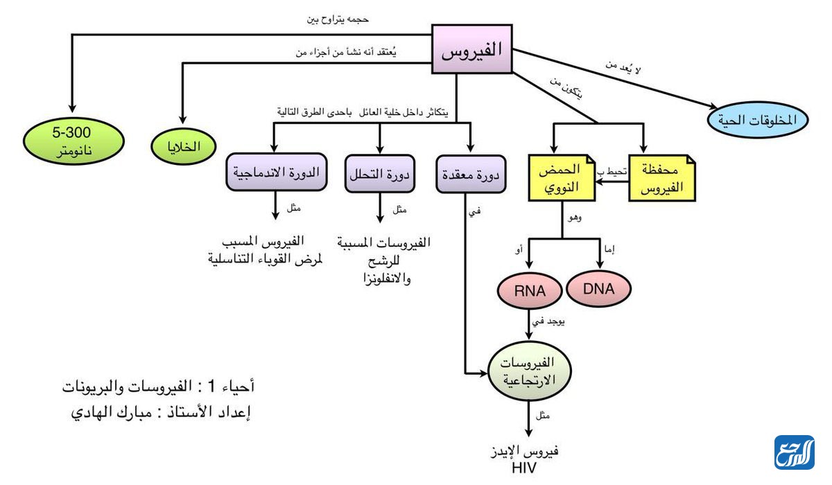 خريطة مفاهيم عن البكتيريا والفيروسات
