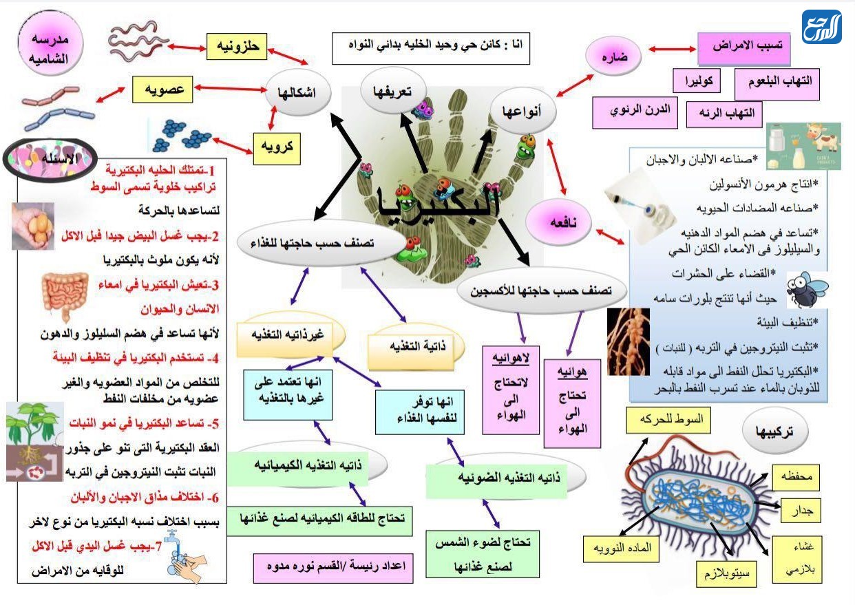 خريطة مفاهيم عن البكتيريا والفيروسات