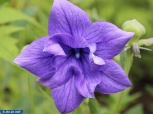 زهرة البالون