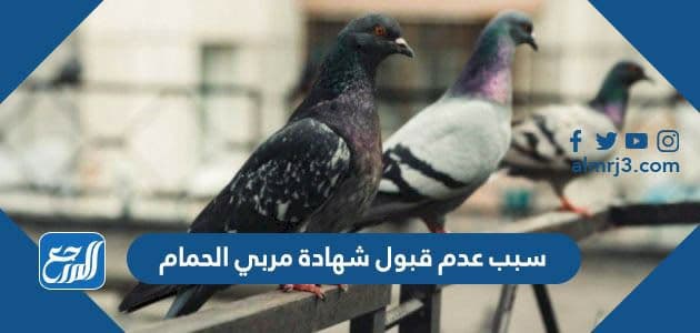 سبب عدم قبول شهادة مربي الحمام